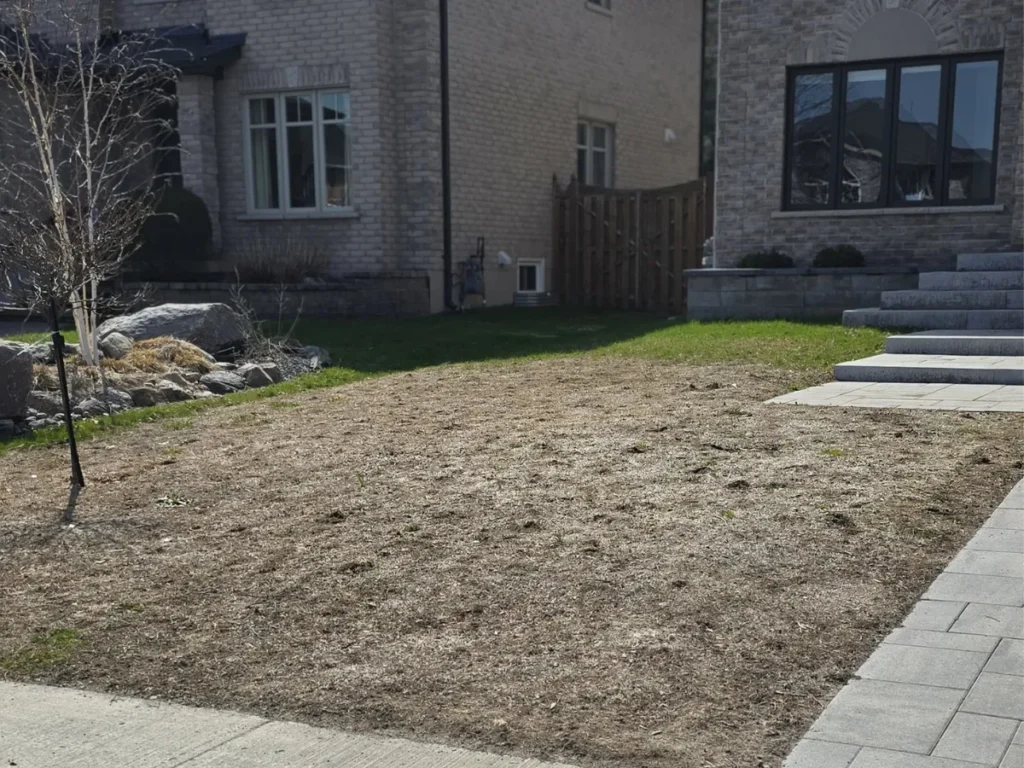 Before softscape project showing bare front yard area beside a residential walkway prior to lawn restoration and sod installation